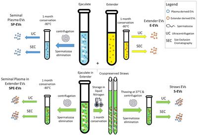 Effect of cryopreservation and semen extender on extracellular vesicles isolated from bull semen